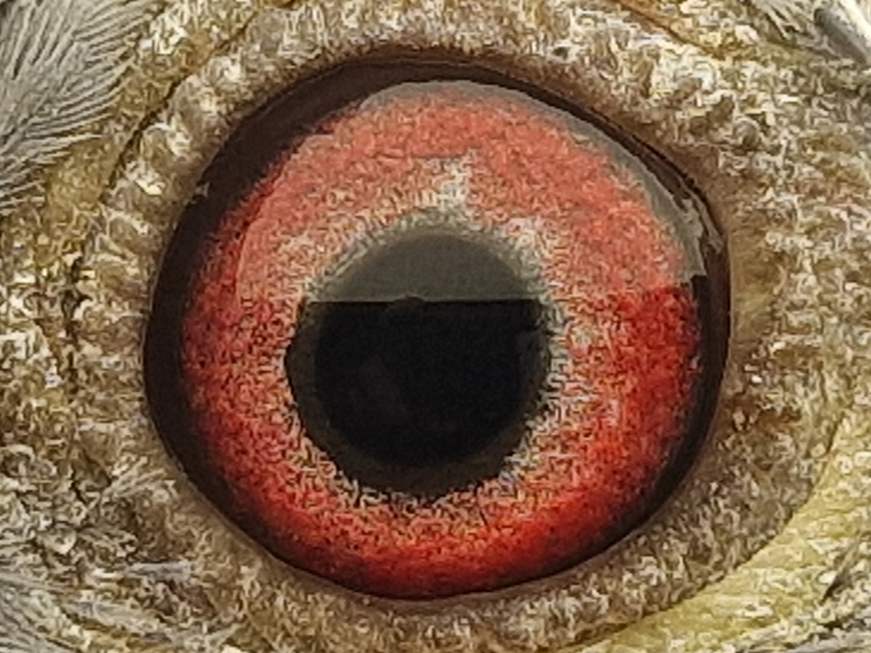 Pigeon eye